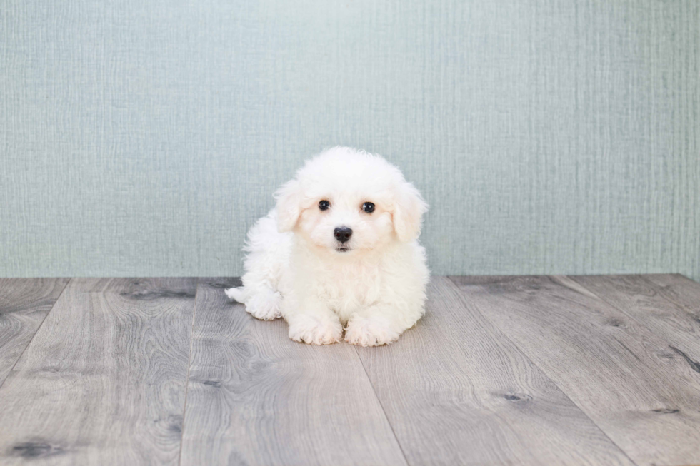 Bichon Frise Puppy for Adoption