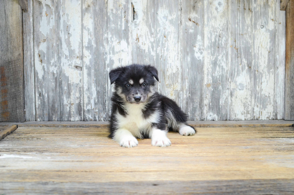 Energetic Mini Husky Designer Puppy