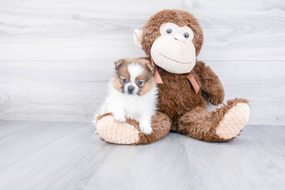 Friendly Pomeranian Baby