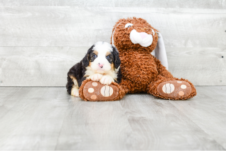 Best Mini Bernedoodle Baby