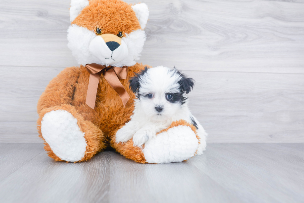 Smart Teddy Bear Designer Pup