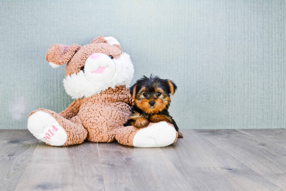 Meet Izzie - our Yorkshire Terrier Puppy Photo 