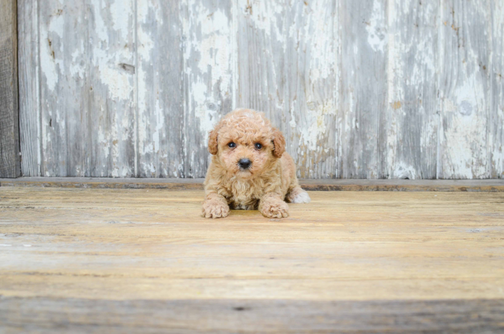 Best Cavapoo Baby