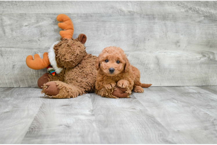 Smart Mini Goldendoodle Poodle Mix Pup