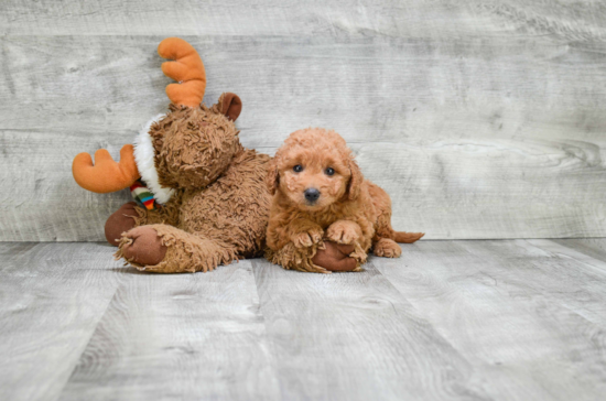 Smart Mini Goldendoodle Poodle Mix Pup