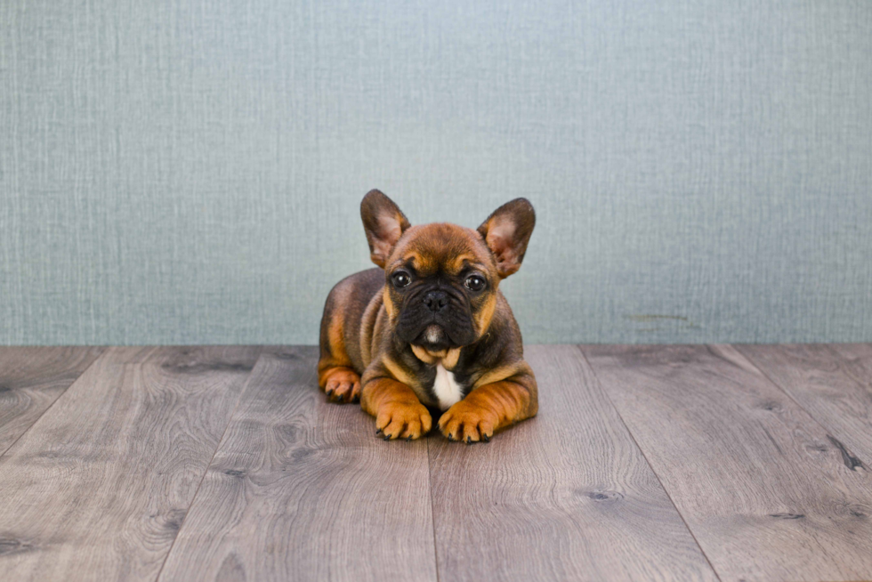 French Bulldog Pup Being Cute