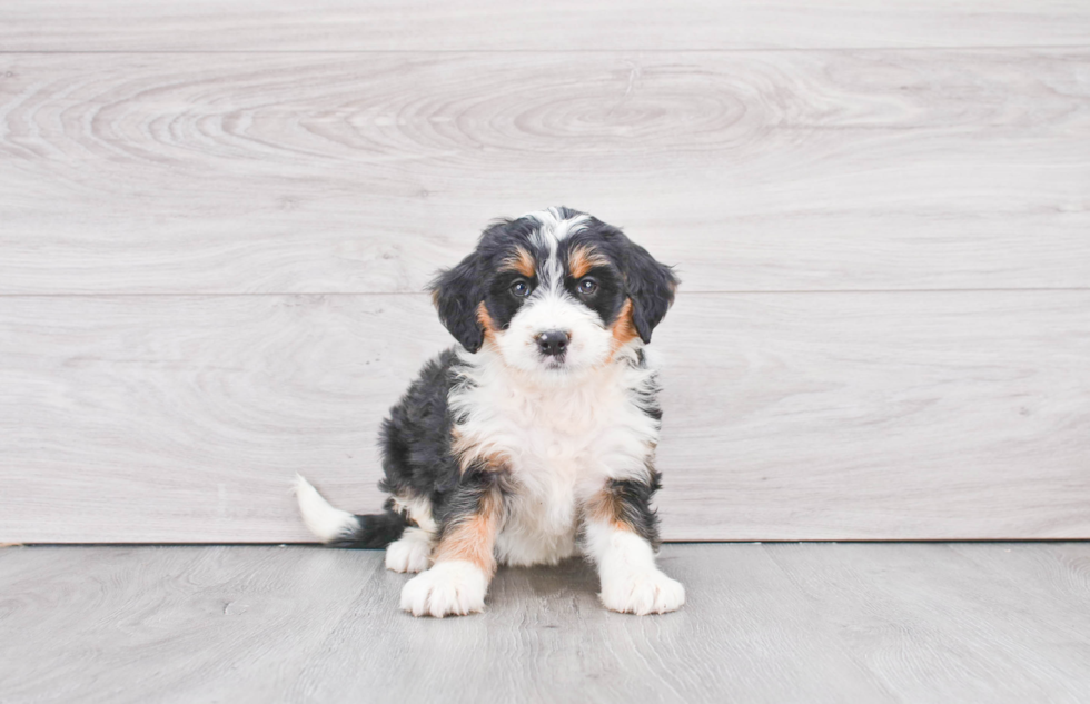 Best Mini Bernedoodle Baby