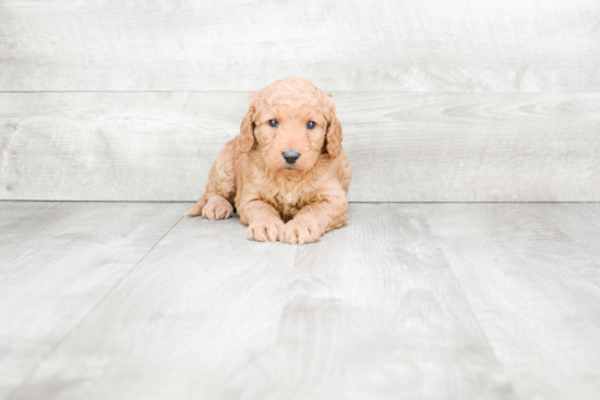 Playful Golden Retriever Poodle Mix Puppy