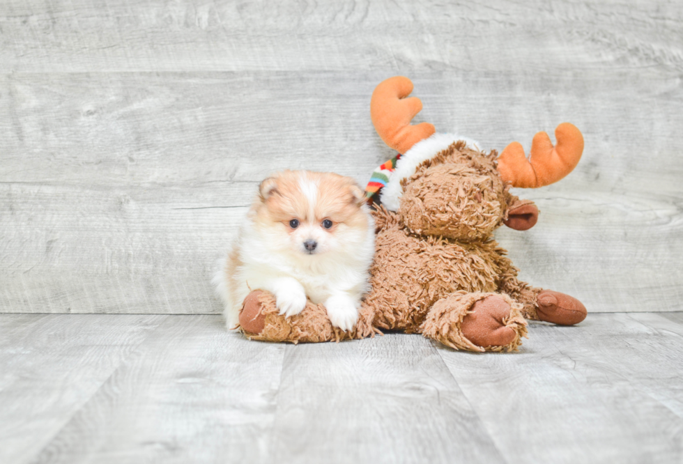 Funny Pomeranian Purebred Pup