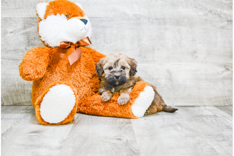 Playful Labrador Poodle Mix Puppy