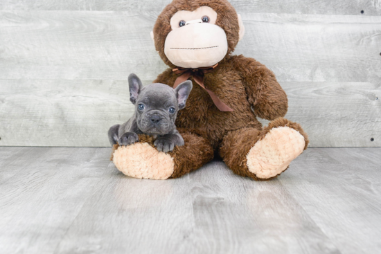 Akc Registered French Bulldog Baby