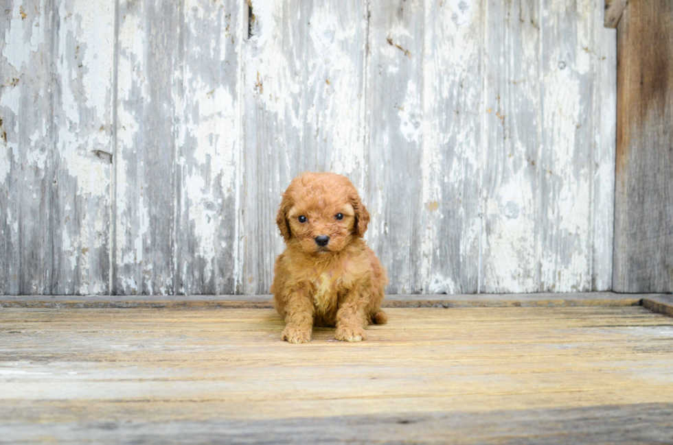 Mini Goldendoodle Puppy for Adoption