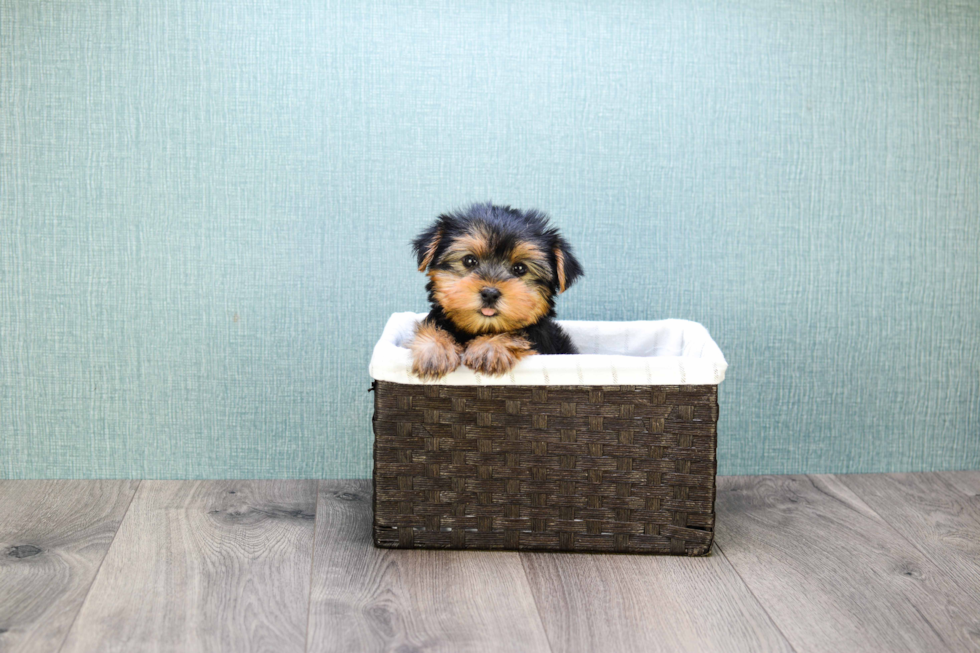 Meet Bella - our Yorkshire Terrier Puppy Photo 