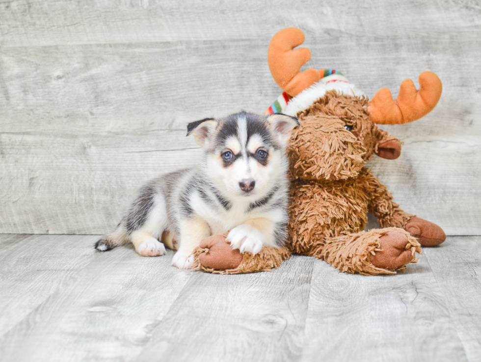 Friendly Pomsky Baby