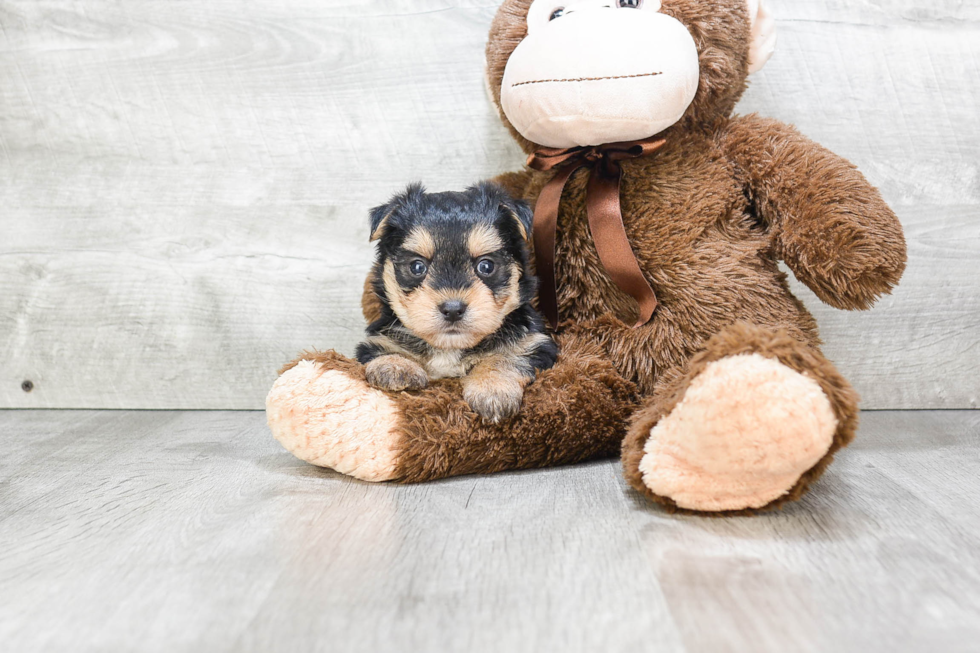 Morkie Pup Being Cute