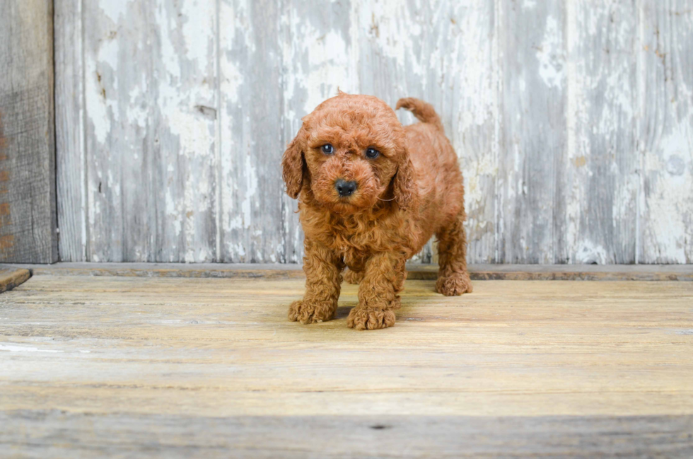 Friendly Mini Goldendoodle Baby