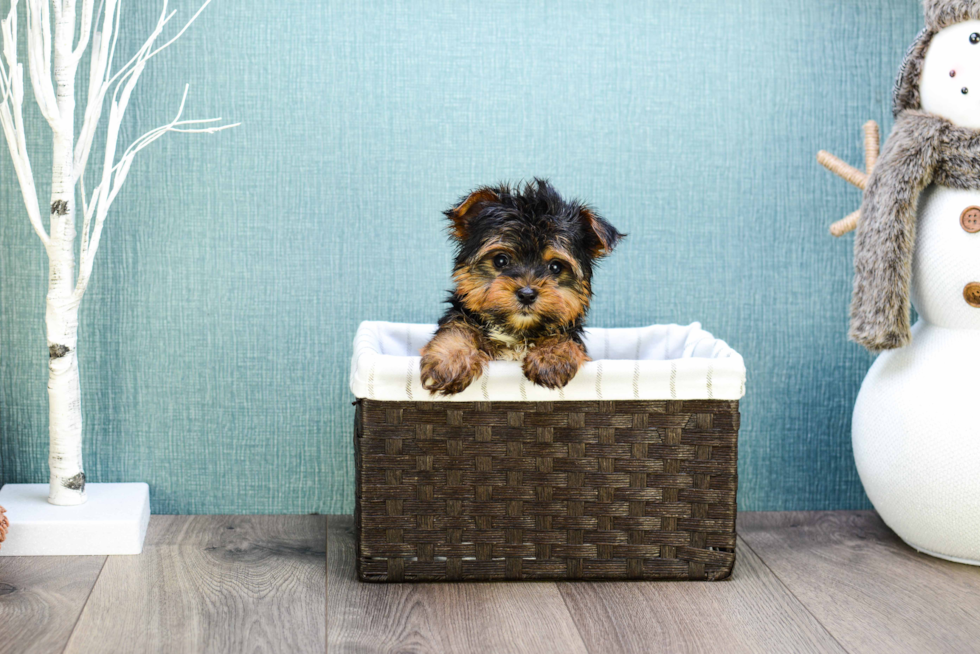 Meet  Teacup-Timmy - our Yorkshire Terrier Puppy Photo 