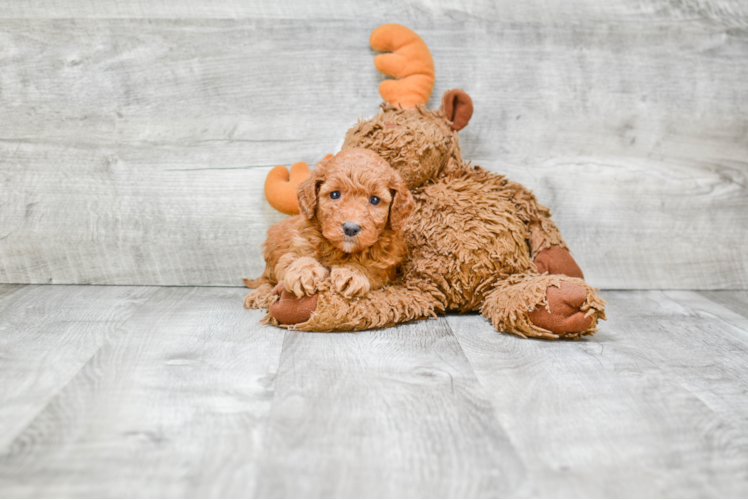 Little Golden Retriever Poodle Mix Puppy