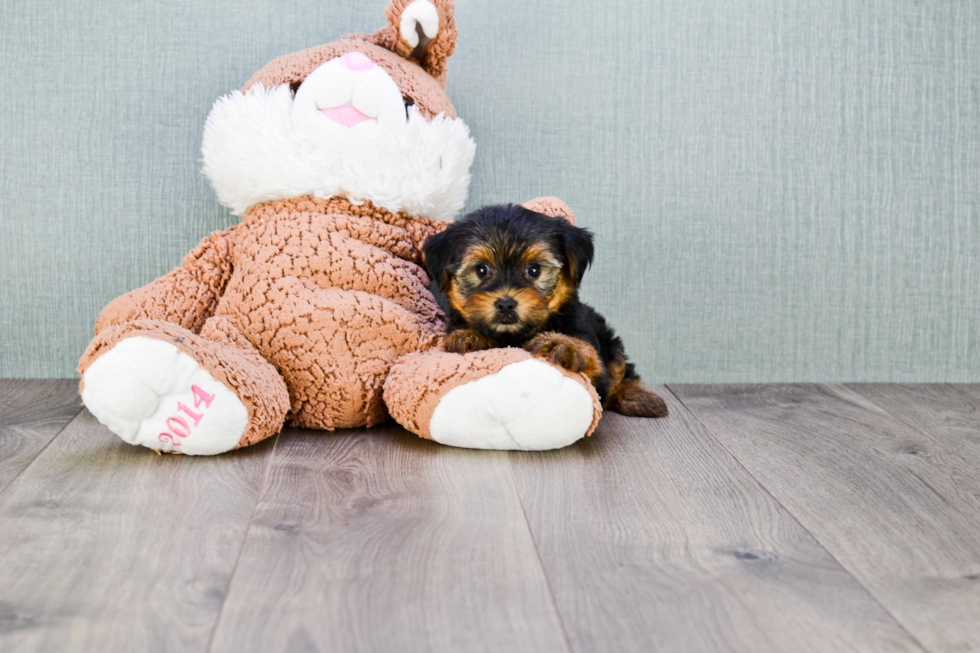 Meet Bronze - our Yorkshire Terrier Puppy Photo 