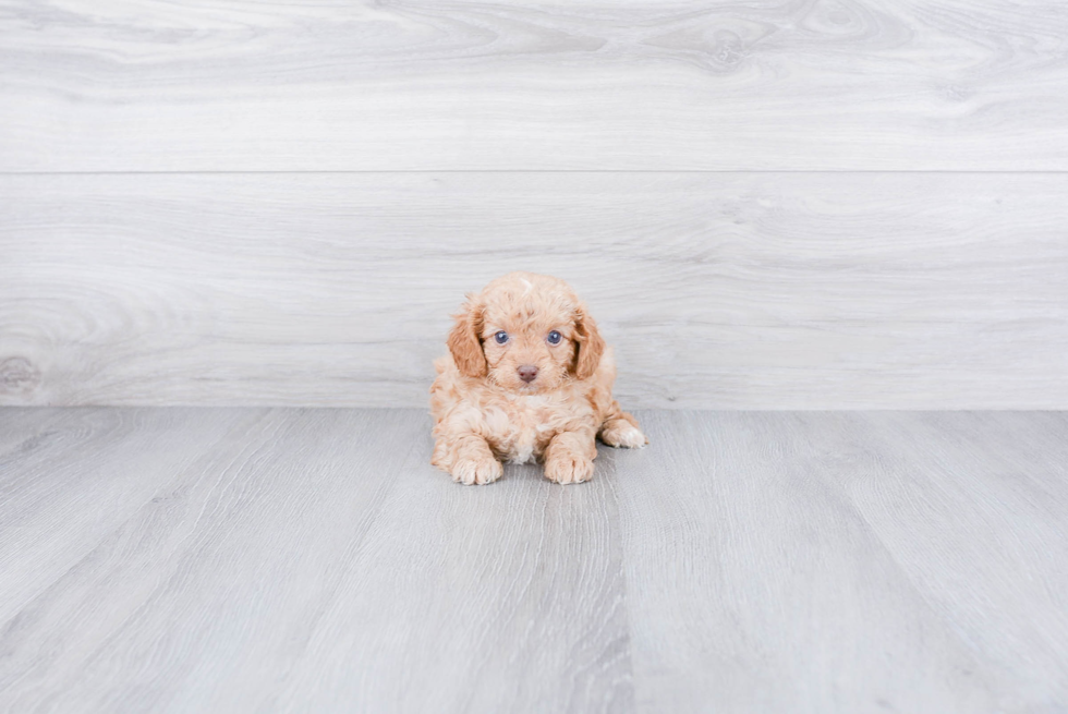 Little Cavoodle Poodle Mix Puppy