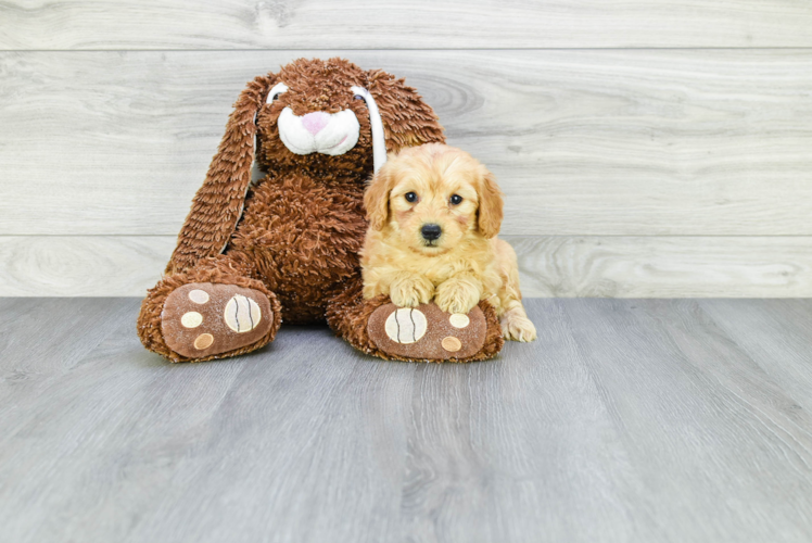 Sweet Mini Goldendoodle Baby