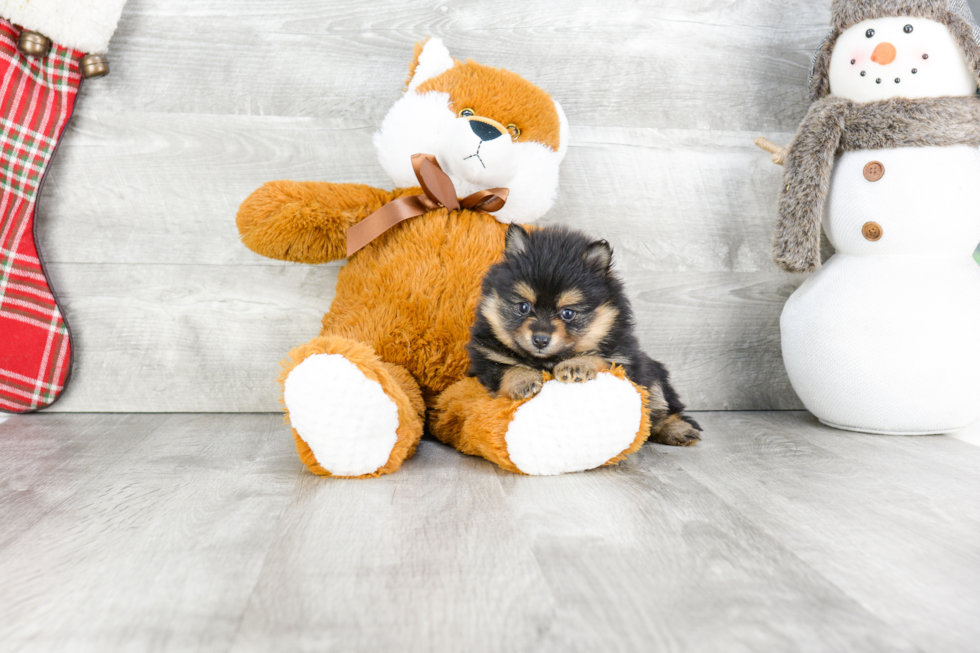 Pomeranian Puppy for Adoption