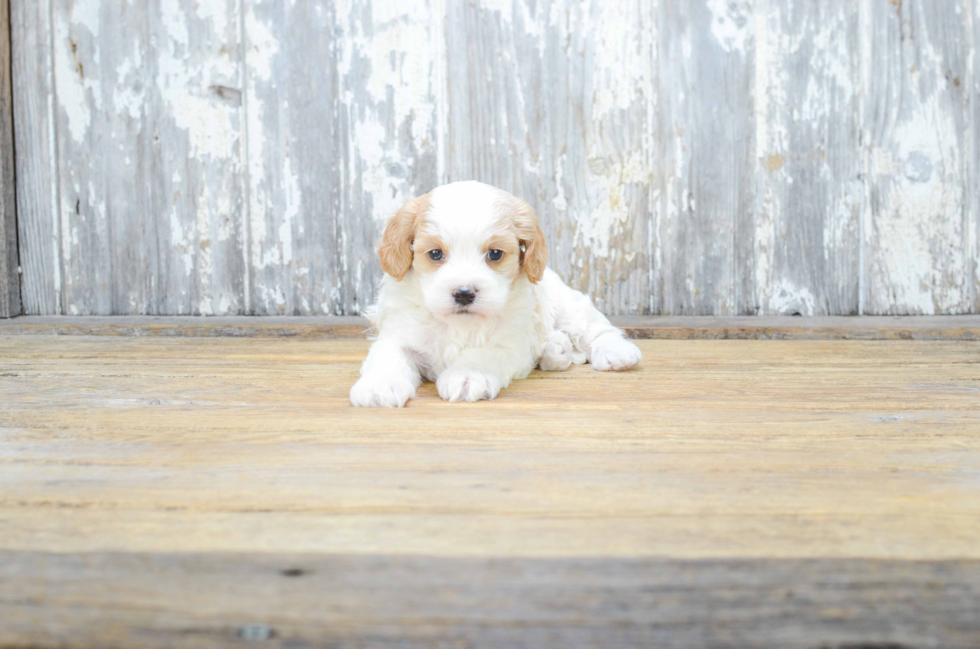 Small Cavapoo Baby