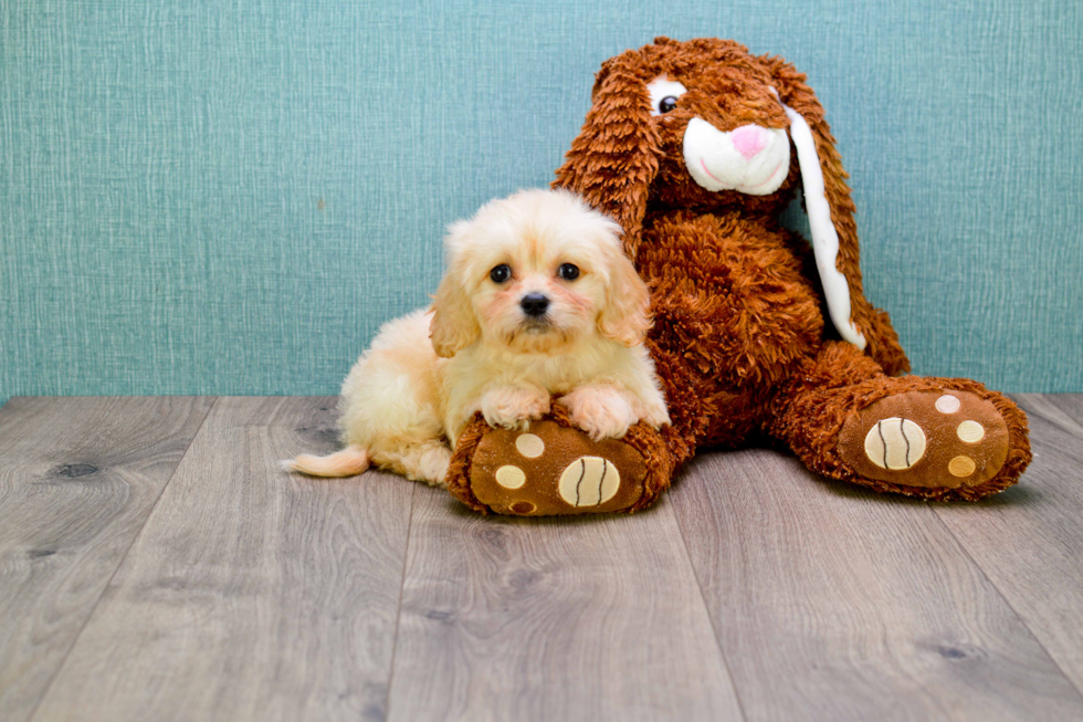 Best Cavachon Baby