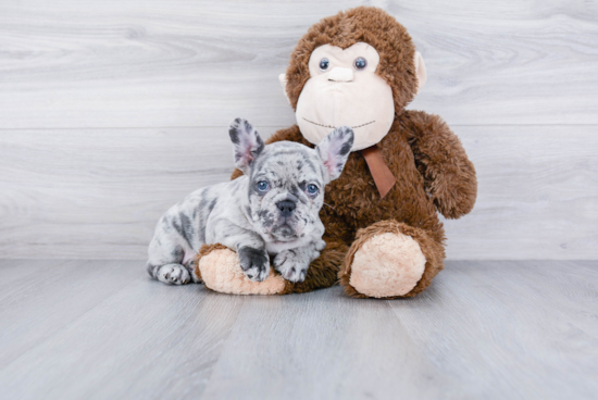 Popular French Bulldog Purebred Pup