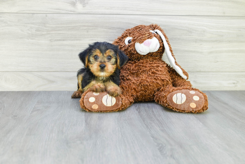 Meet Jeremy - our Yorkshire Terrier Puppy Photo 