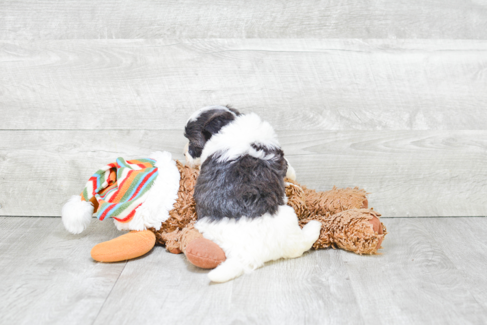 Playful Havanese Purebred Pup