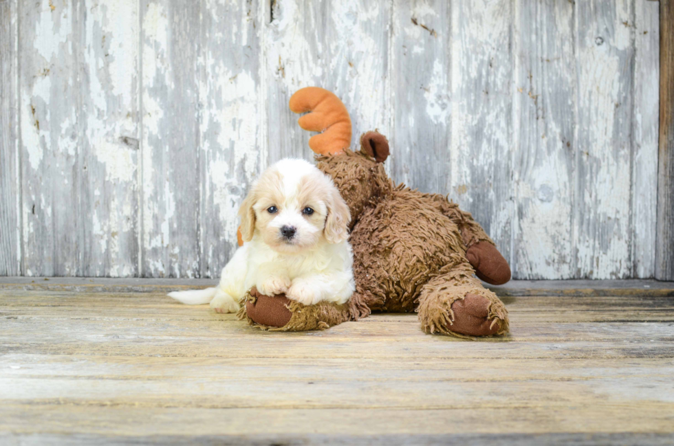 Funny Cavachon Designer Pup