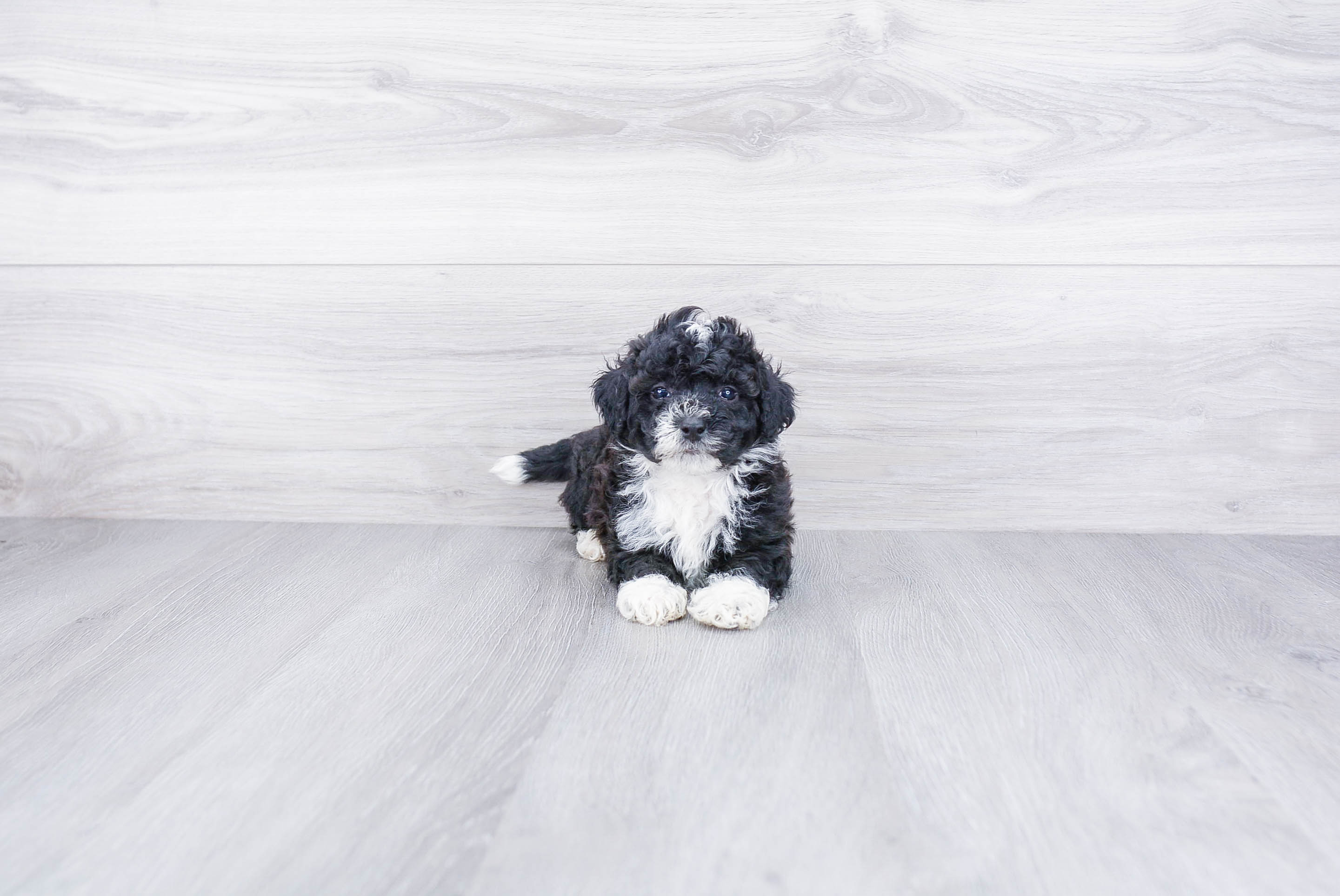 Smart Mini Bernedoodle Poodle Mix Pup