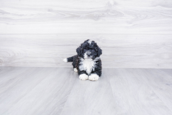 Smart Mini Bernedoodle Poodle Mix Pup