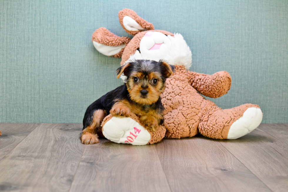 Meet Lisa - our Yorkshire Terrier Puppy Photo 