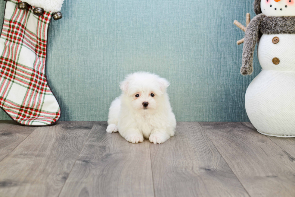 Maltipom Puppy for Adoption