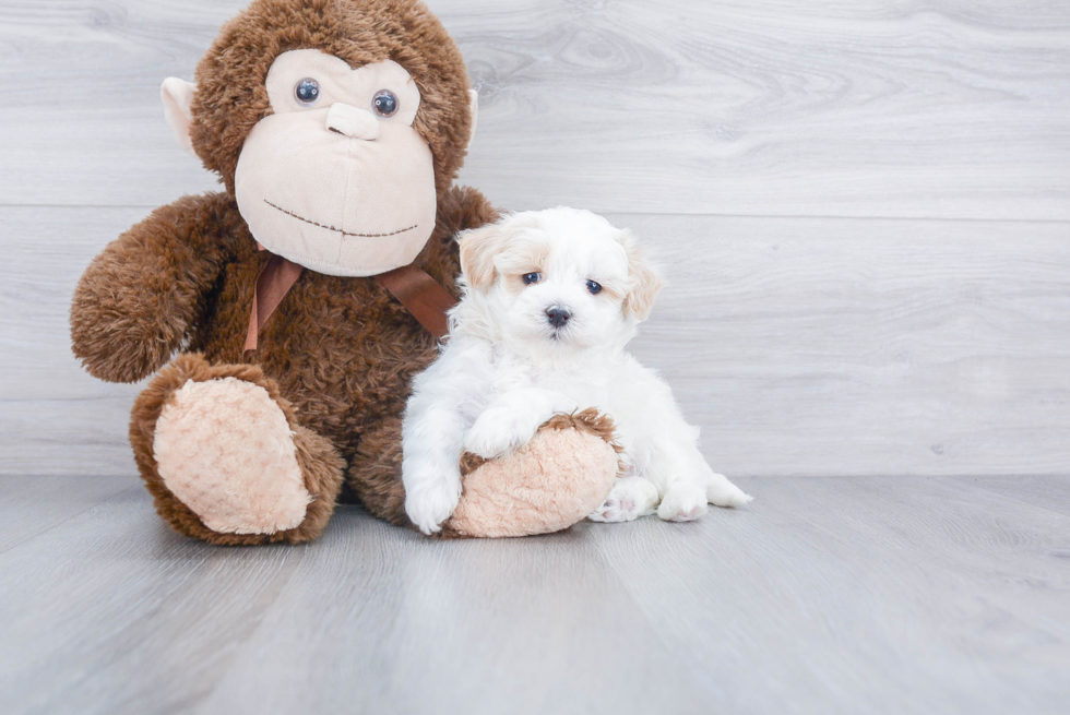 Best Maltipoo Baby