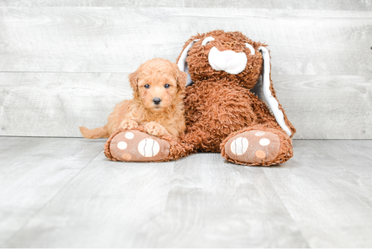 Energetic Golden Retriever Poodle Mix Puppy