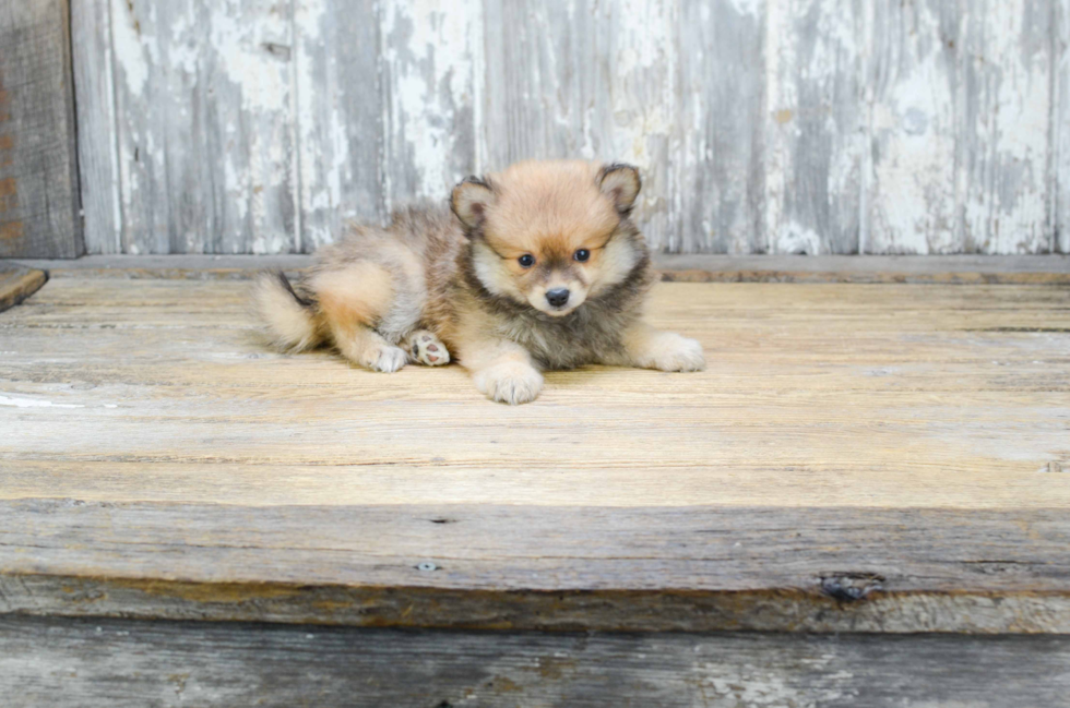 Playful Pomeranian Purebred Pup