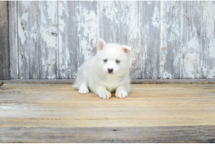 Pomsky Pup Being Cute