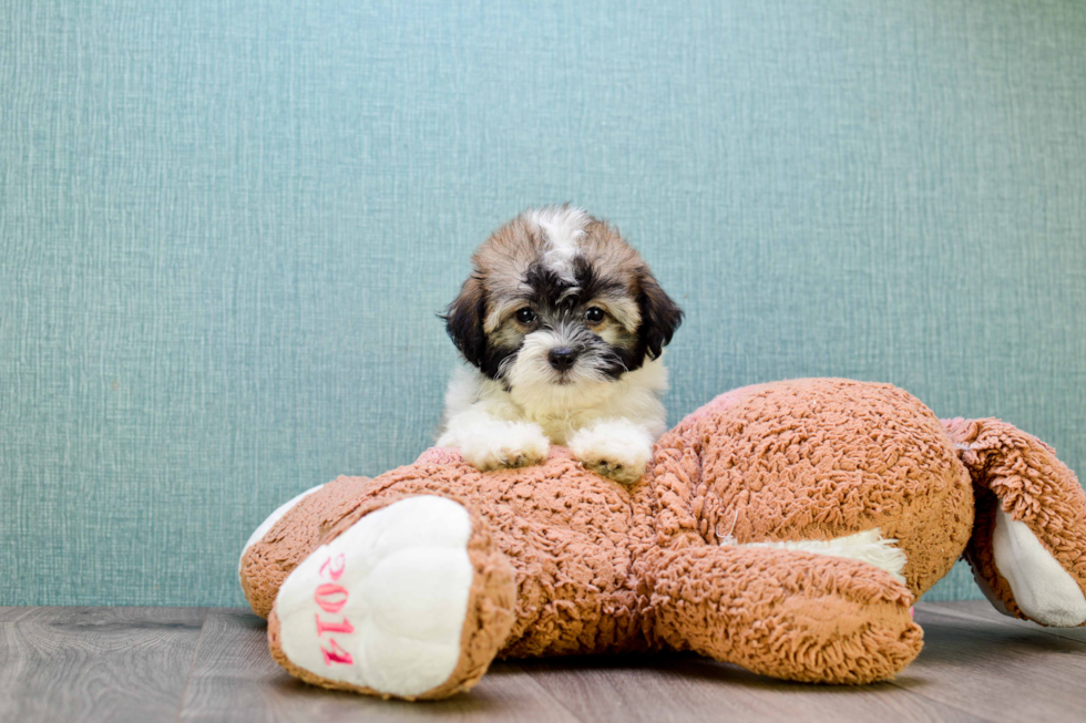 Energetic Havanese Purebred Puppy