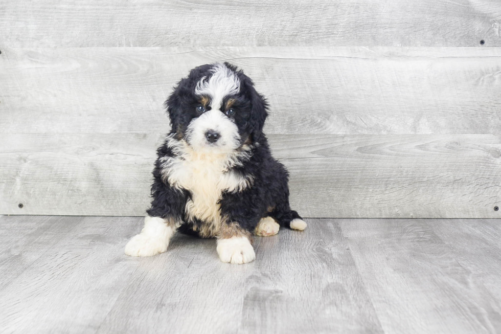 Best Mini Bernedoodle Baby