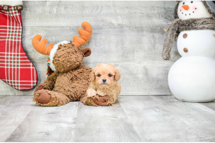 Friendly Cavapoo Baby