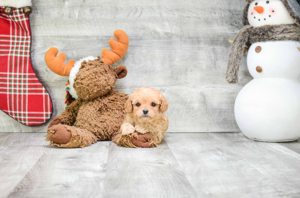 Friendly Cavapoo Baby