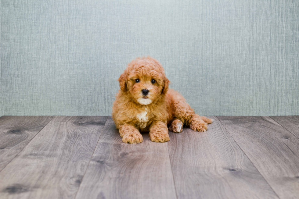 Best Cavapoo Baby