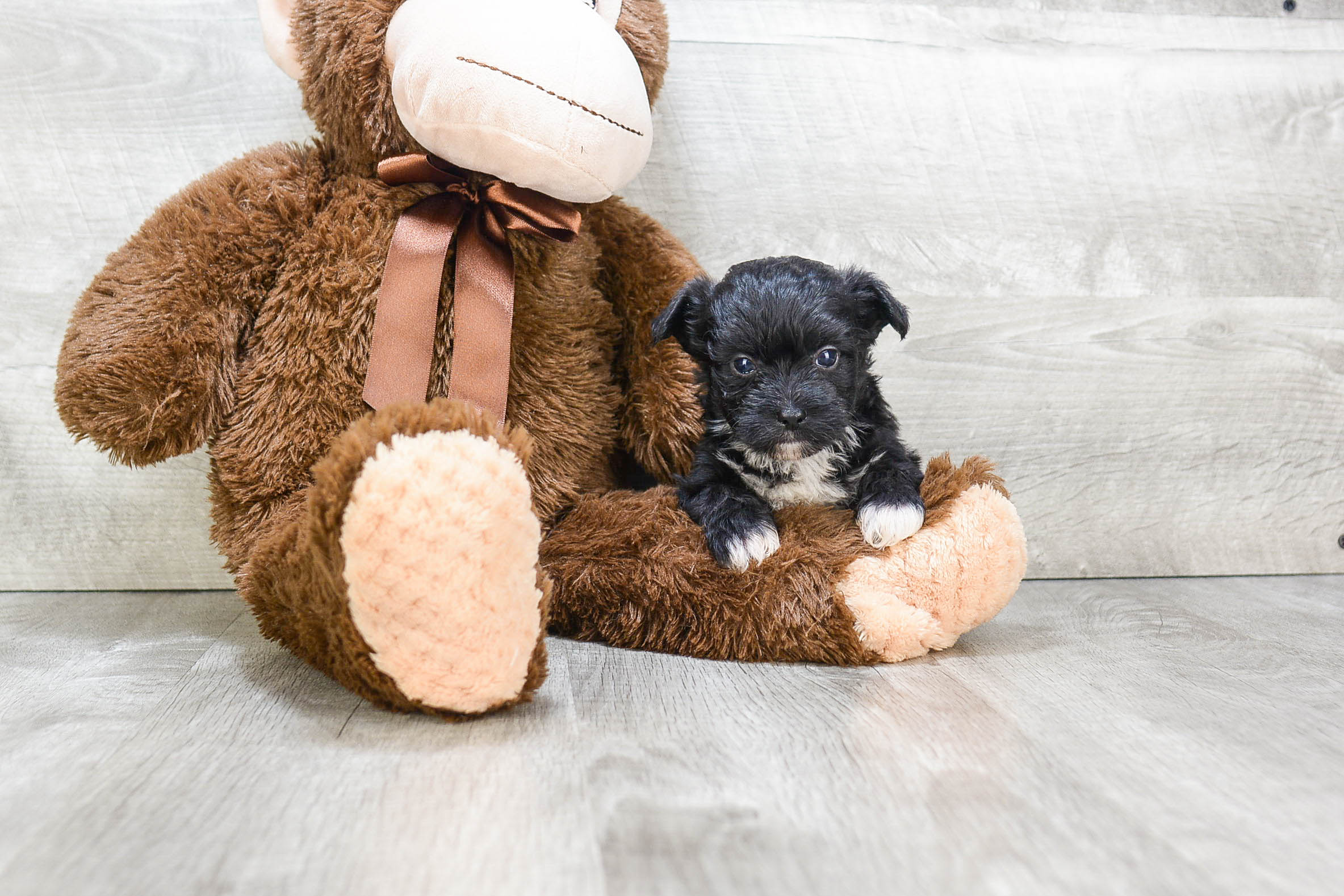 Morkie Puppy for Adoption