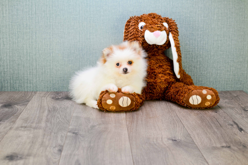 Best Pomeranian Baby