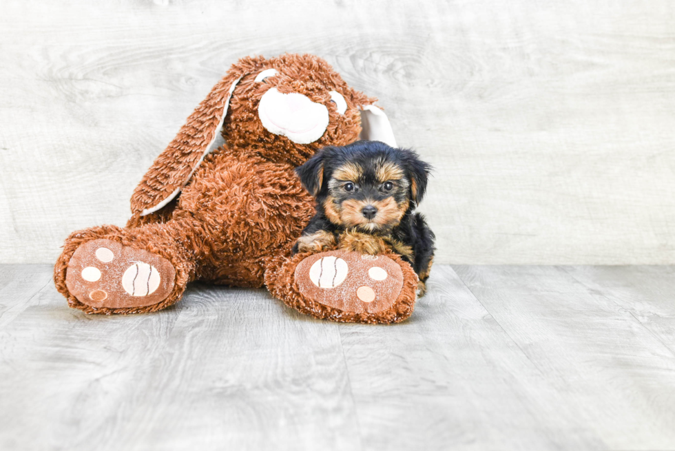 Meet Beyonce - our Yorkshire Terrier Puppy Photo 