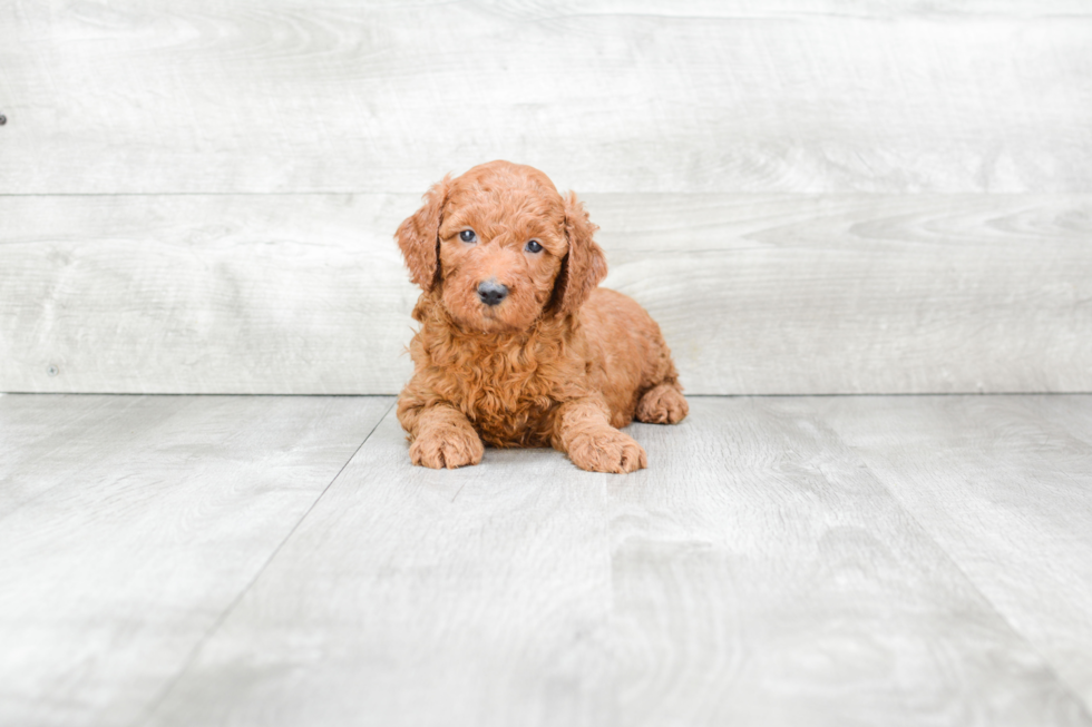 Best Mini Goldendoodle Baby