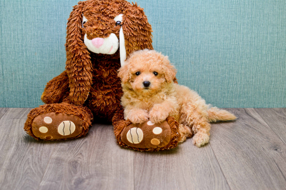 Cavapoo Pup Being Cute